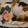 cat, calico, sleeping, flower, bouquet, pink_flower, peach_flower, leaf, fur, paws, white_fabric, paw_print_pattern, cozy, resting, indoor, pet, cute, relaxed, animal, soft