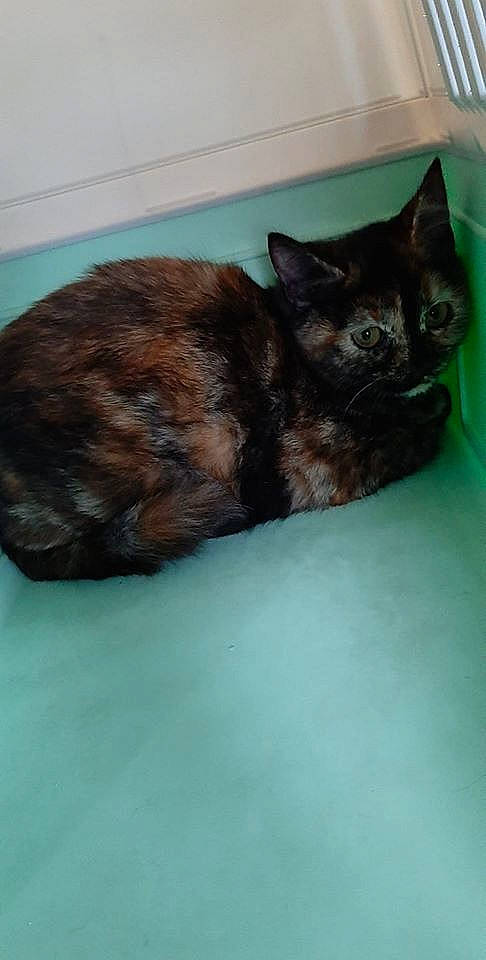 Lola a rejoint le concours — aidez-le/la à gagner de superbes lots ! american_shorthair, asian, black_cat, carnivore, cat, cymric, domestic_short_haired_cat, european_shorthair, fawn, felidae, fur, german_rex, kitten, small_to_medium_sized_cats, tail, whiskers