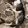 Kristopherson joined the competition — help win amazing prizes! blanket, cat, comfort, cozy, cute, domestic, feline, fur, indoors, kitten, pattern, paw, pet, relaxed, resting, sleeping, soft, striped, tail, whiskers