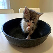 Kristopherson is registered to the contest to win money with this photo: animal, black, bowl, cat, curious, cute, domestic, feline, fur, indoor, kitten, licking, paw, pet, small, soft_light, table, white, window, young