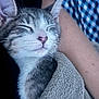 Kristopherson is registered to the contest to win money with this photo: animal, arm, blanket, blue, cat, checkered, closeup, comfort, cozy, cute, fur, indoor, kitten, nap, person, pet, resting, sleeping, soft, white