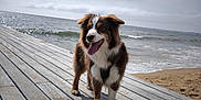 Rafale participe au concours pour gagner de l'argent avec cette photo : animal, beach, canine, cloudy_sky, daytime, dog, fluffy_coat, fur, happy, nature, ocean, outdoor, pet, sand, shore, tongue_out, walking, water, waves, wooden_boardwalk