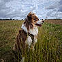Rafale a rejoint le concours — aidez-le/la à gagner de superbes lots ! adventure, animal, brown_and_white, canine, clouds, cloudy_sky, daytime, dog, ears, field, fur, grass, landscape, muzzle, nature, outdoor, pet, side_view, sitting, sky
