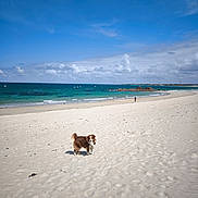 Rafale a rejoint le concours — aidez-le/la à gagner de superbes lots ! animal, beach, blue_sky, canine, clouds, coast, daytime, dog, landscape, nature, ocean, outdoor, pet, sand, shore, sky, sunny, walking, water, waves