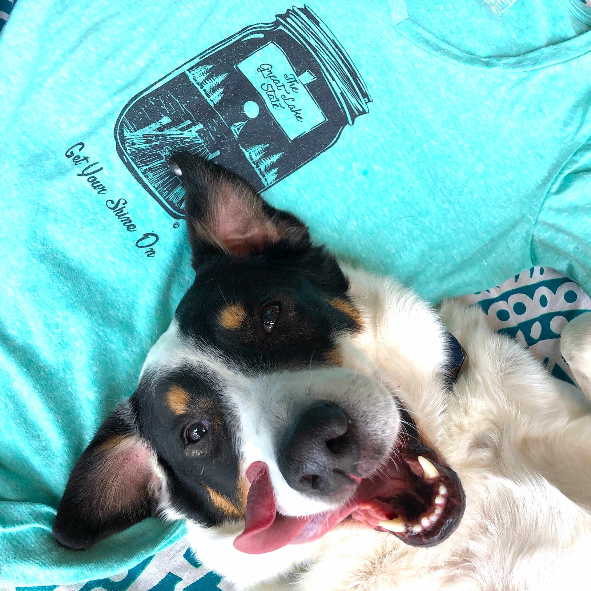 Charlie joined the competition — help win amazing prizes! australian_kelpie, bernese_mountain_dog, border_collie, canidae, cardigan_welsh_corgi, carnivore, companion_dog, dog, dog_breed, ear, mammal, mcnab, puppy, puppy_love, rat_terrier, snout, sporting_group, toy_fox_terrier, whiskers