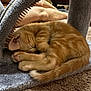 Milo is registered to the contest to win money with this photo: kitten, cat, sleeping, orange_tabby, fur, paw, cat_scratch_arch, carpet, cozy, cute, pet, animal, indoor, resting, curled_up, soft_lighting, feline, peaceful, tabby, closeup