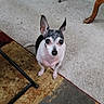 dog, small_dog, indoor, carpet, rug, furniture, ears, pet, animal, floor, black_and_white, looking_up, cute, home, living_room, toy, wooden_leg, metal_leg, attention, sitting