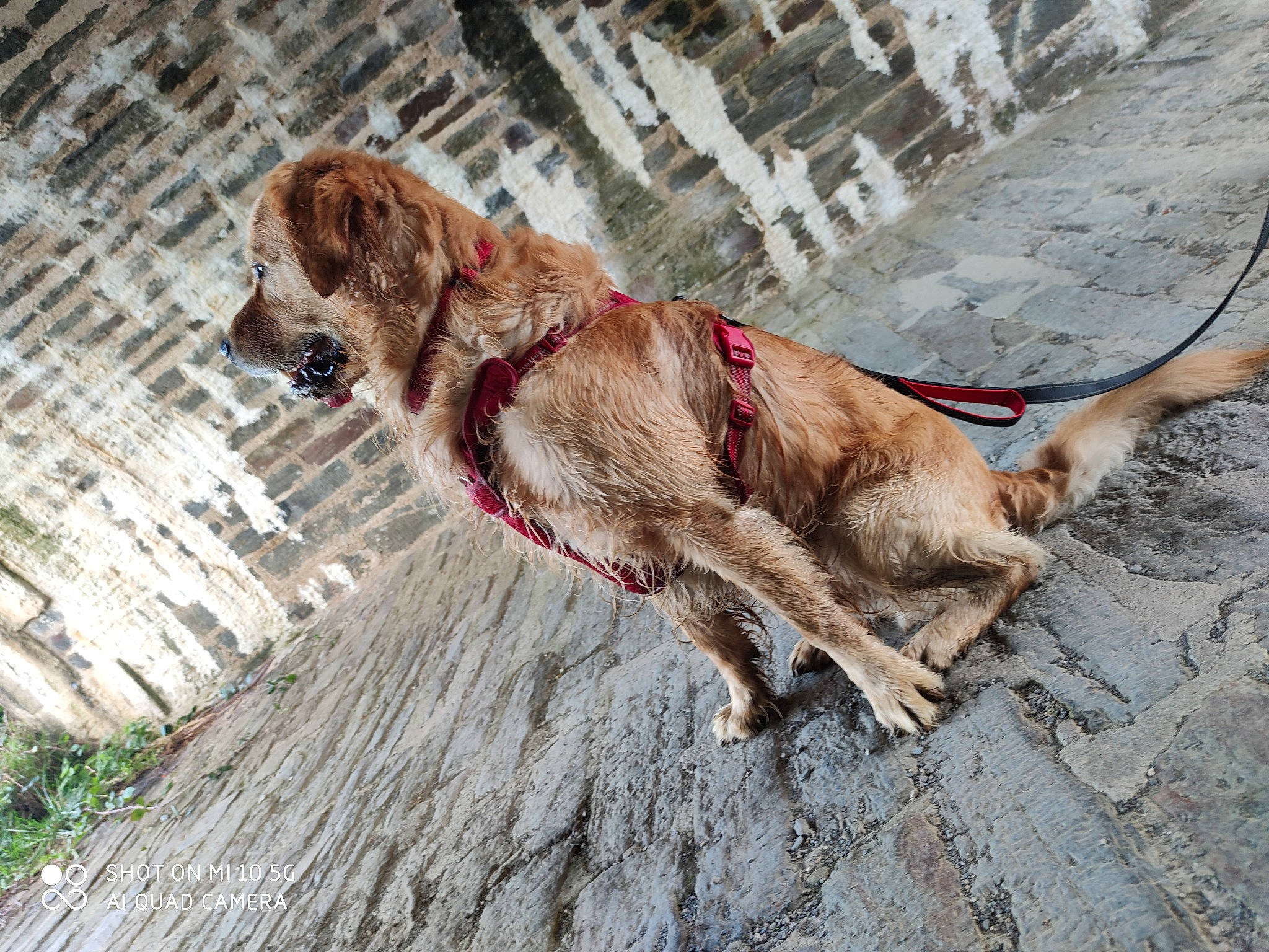 Zaïko participe au concours pour gagner de l'argent avec cette photo : canidae, carnivore, collar, companion_dog, dog, dog_breed, dog_collar, dog_supply, fawn, fur, gun_dog, leash, liver, pet_supply, plant, snout, sporting_group, tail, wood, working_animal