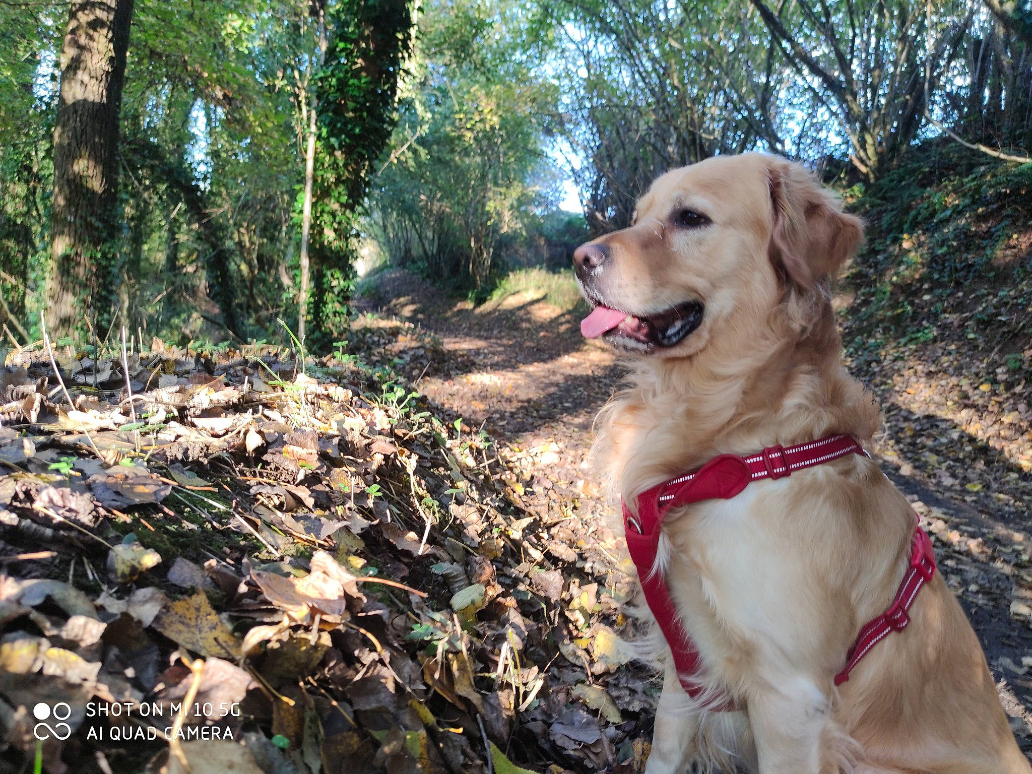 Zaïko a rejoint le concours — aidez-le/la à gagner de superbes lots ! adventure, carnivore, collar, companion_dog, dog, dog_breed, dog_collar, fawn, forest, grass, gun_dog, landscape, leash, plant, retriever, soil, sporting_group, tail, tree, trunk