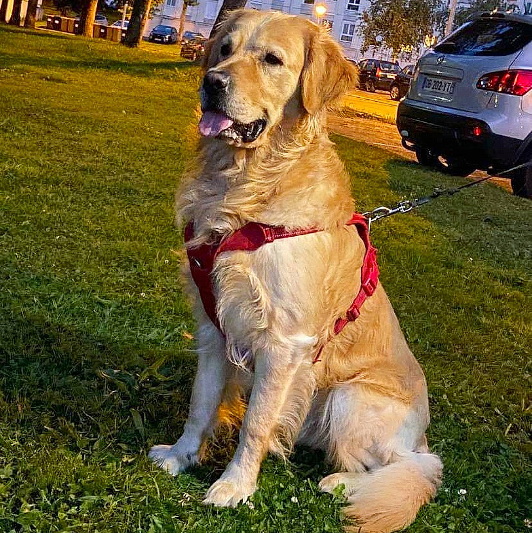 Zaïko a rejoint le concours — aidez-le/la à gagner de superbes lots ! automotive_lighting, car, carnivore, collar, companion_dog, dog, dog_breed, dog_collar, fawn, grass, gun_dog, plant, retriever, snout, tail, tire, tree, vehicle, vehicle_registration_plate, wheel