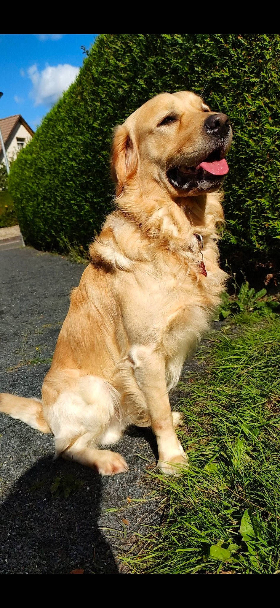 Zaïko participe au concours pour gagner de l'argent avec cette photo : canidae, carnivore, cloud, collar, companion_dog, dog, dog_breed, fur, grass, gun_dog, plant, road_surface, sky, sporting_group, tree, window, working_dog