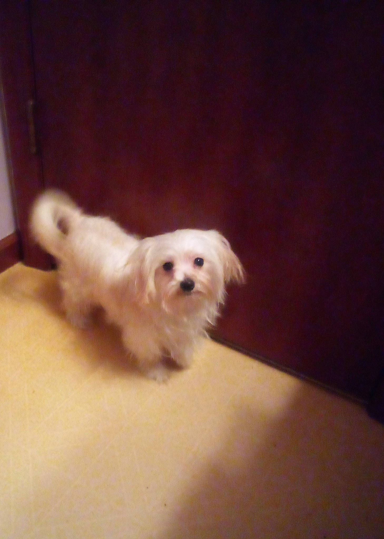 Ricco joined the competition — help win amazing prizes! bichon, canidae, carnivore, companion_dog, dog, dog_breed, fawn, flooring, fur, hardwood, maltepoo, paw, small_terrier, snout, sporting_group, tail, terrier, toy_dog, wood, working_animal