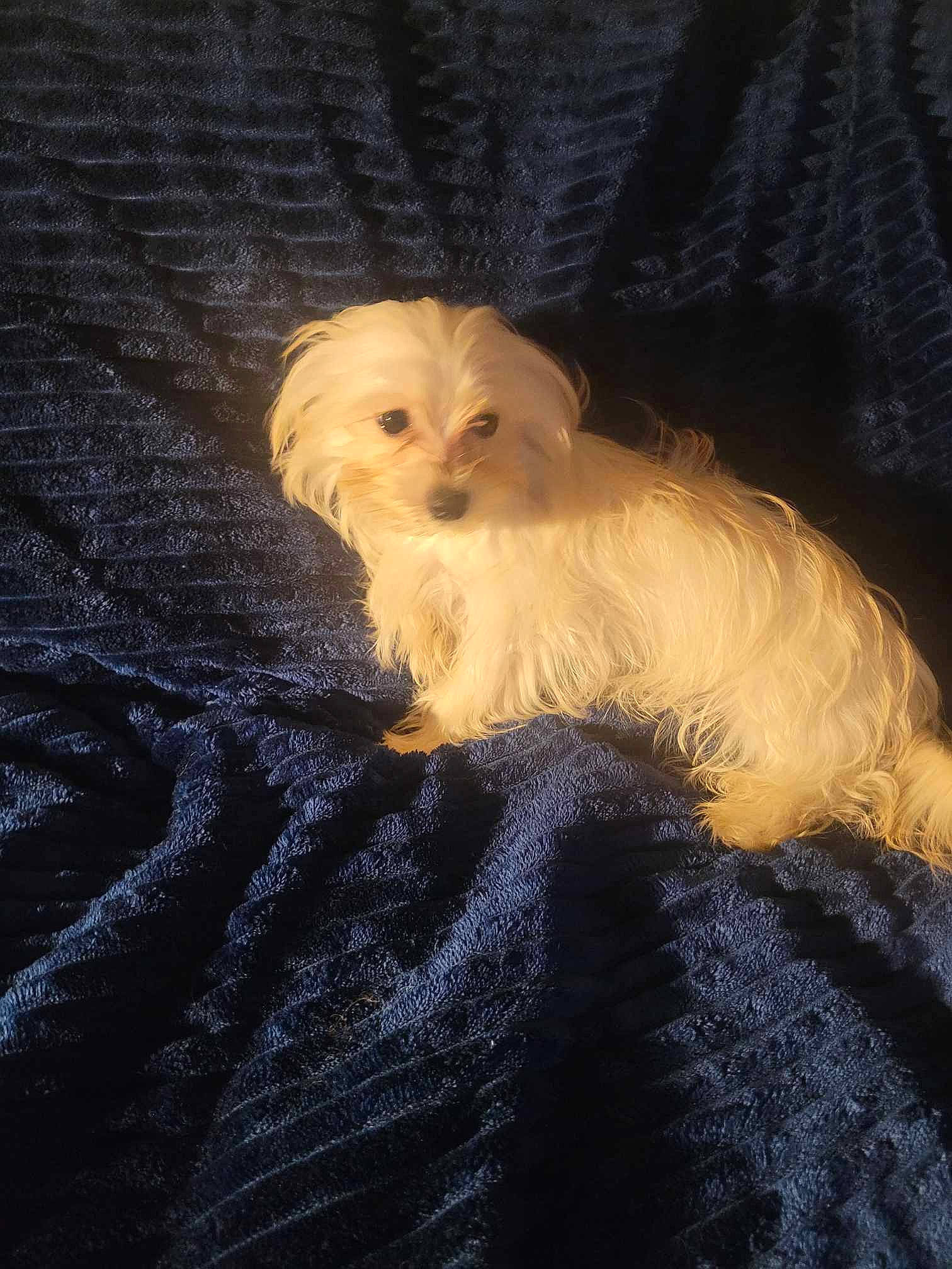 Ricco joined the competition — help win amazing prizes! canidae, carnivore, companion_dog, darkness, dog, dog_breed, fawn, fur, hat, liver, maltepoo, non_sporting_group, small_terrier, snout, sporting_group, tail, toy_dog, whiskers, wood, working_animal