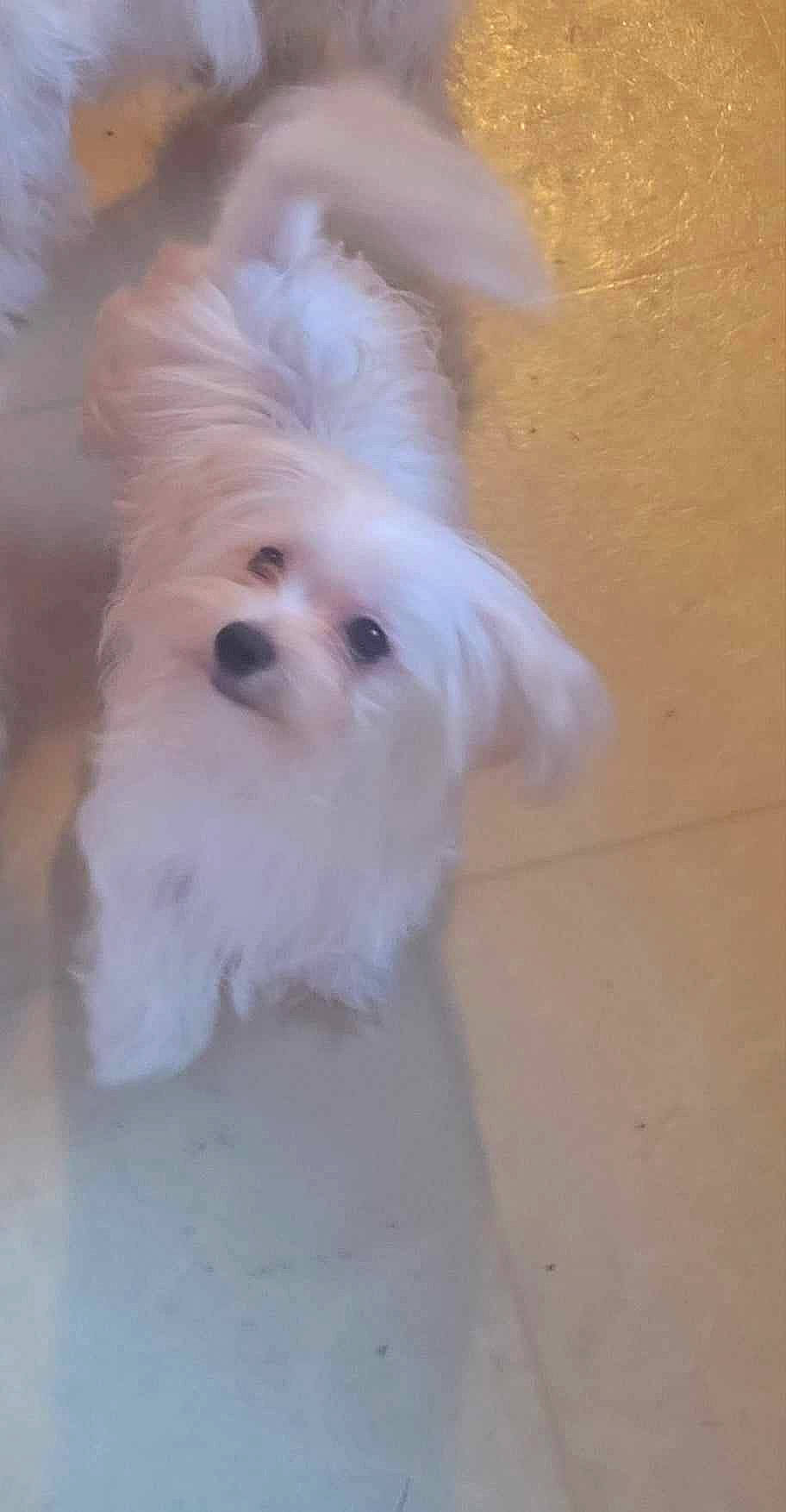 Ricco joined the competition — help win amazing prizes! canidae, carnivore, companion_dog, dog, dog_breed, dog_supply, fawn, fur, maltepoo, non_sporting_group, puppy, small_terrier, sporting_group, terrier, toy_dog, whiskers, working_animal