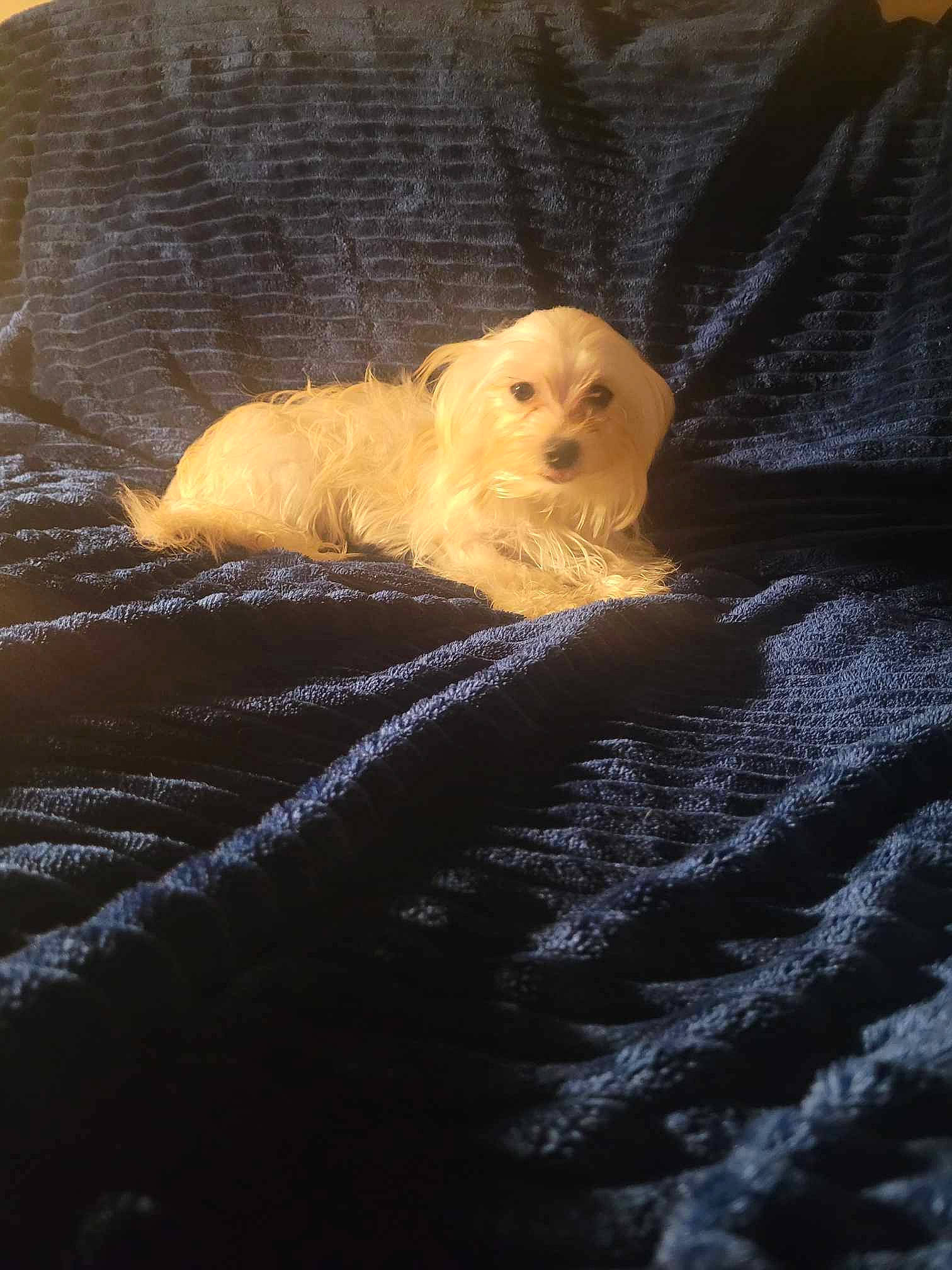 Ricco joined the competition — help win amazing prizes! bedding, canidae, carnivore, comfort, companion_dog, dog, dog_breed, fawn, felidae, fur, linens, small_to_medium_sized_cats, snout, sporting_group, tail, teddy_bear, terrestrial_animal, toy, whiskers, wood