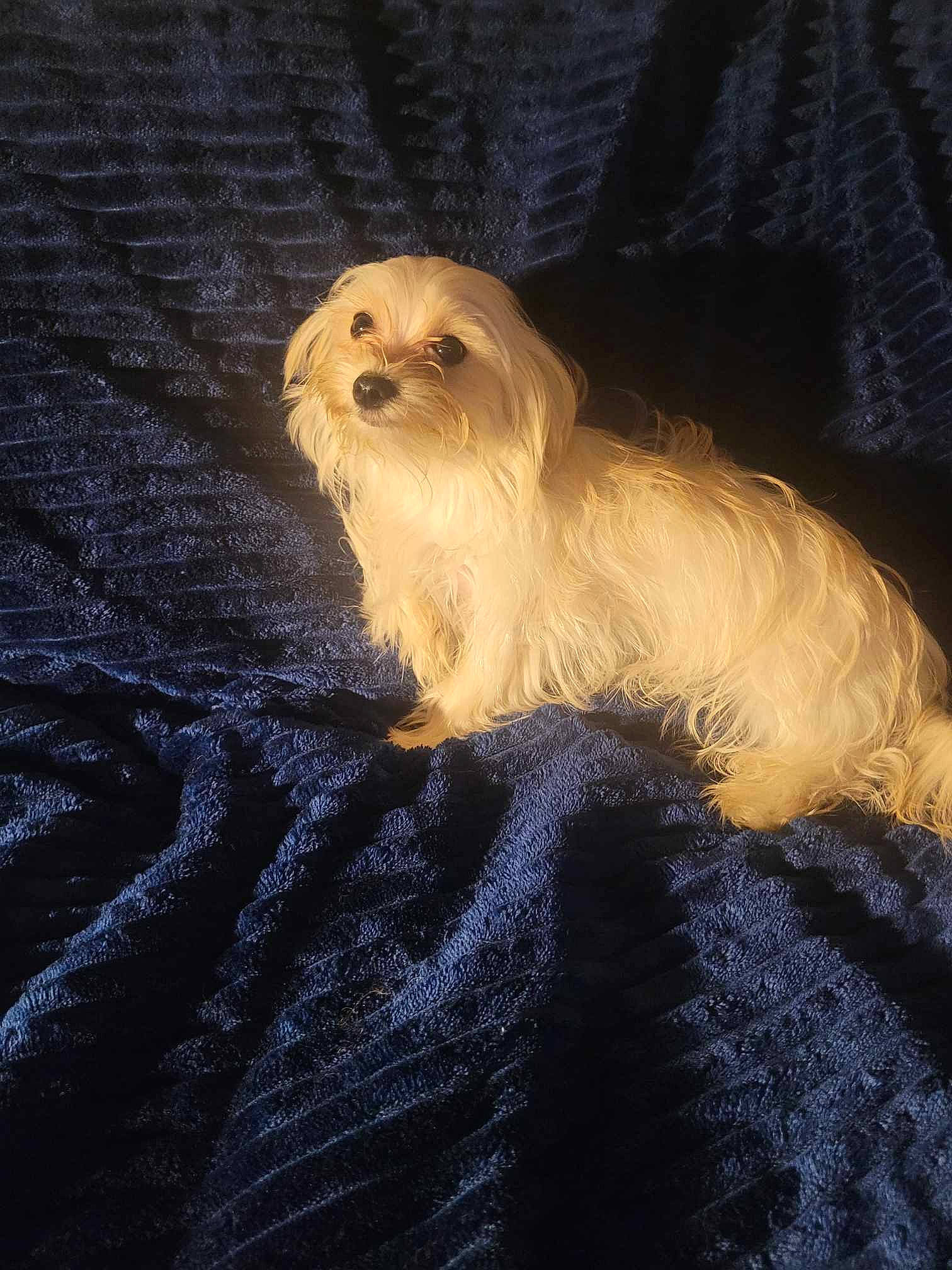 Ricco is registered to the contest to win money with this photo: canidae, carnivore, companion_dog, corgi_chihuahua, darkness, dog, dog_breed, fawn, fur, liver, small_terrier, snout, sporting_group, tail, terrestrial_animal, terrier, toy_dog, whiskers, wildlife