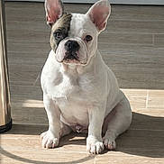 Appolo a rejoint le concours — aidez-le/la à gagner de superbes lots ! brindle_patch, bulldog, companion, cute, dog, domestic_animal, ears, french_bulldog, indoor, looking_at_camera, nose, paws, pet, portrait, shadow, sitting, sunlight, tile_floor, whiskers, white_fur