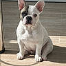 brindle_patch, bulldog, companion, cute, dog, domestic_animal, ears, french_bulldog, indoor, looking_at_camera, nose, paws, pet, portrait, shadow, sitting, sunlight, tile_floor, whiskers, white_fur