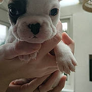 Appolo a rejoint le concours — aidez-le/la à gagner de superbes lots ! animal, black_and_white, close_up, cute, dog, domestic_animal, ears, face, fur, hands, holding, indoor, natural_light, nose, paw, pet, puppy, small, window, young_animal