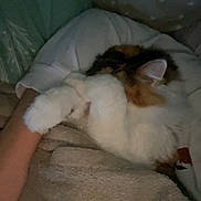 Patate a rejoint le concours — aidez-le/la à gagner de superbes lots ! cat, fluffy, person, arm, blanket, cozy, bed, sleepy, indoor, soft, fur, resting, snuggle, warm, pillow, fabric, star_pattern, comfort, relaxing, dim_light