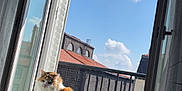 Patate participe au concours pour gagner de l'argent avec cette photo : cat, calico, fluffy, windowsill, window, open_window, sunlight, blue_sky, clouds, building, urban, balcony, railing, daylight, pet, domestic_animal, feline, indoor, relaxing, curtains