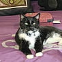 cat, tuxedo_cat, bow_tie, bed, purple_bedspread, decorative_pillow, tree_design, plush_bear, indoor, pet, feline, resting, black_and_white, whiskers, ears, eyes, nose, paws, collar, bell