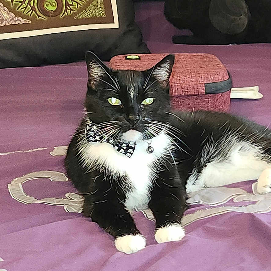Bedelia Aka Bb is registered to the contest to win money with this photo: bed, bell, black_and_white, bow_tie, cat, collar, decorative_pillow, ears, eyes, feline, indoor, nose, paws, pet, plush_bear, purple_bedspread, resting, tree_design, tuxedo_cat, whiskers