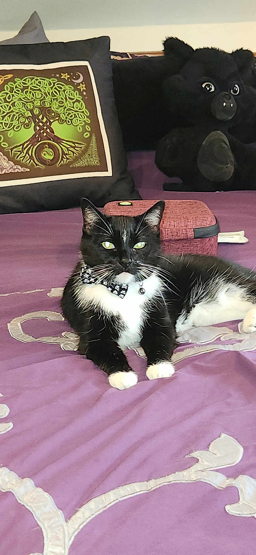 Bedelia Aka Bb is registered to the contest to win money with this photo: cat, tuxedo_cat, bow_tie, bed, purple_bedspread, decorative_pillow, tree_design, plush_bear, indoor, pet, feline, resting, black_and_white, whiskers, ears, eyes, nose, paws, collar, bell