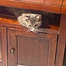 Phoebe joined the competition — help win amazing prizes! animal, books, cat, close_up, curious, cute, ears, eyes, face, feline, furniture, gray_cat, home, indoor, kitten, peeking, pet, portrait, whiskers, wooden_cabinet