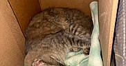 Phoebe is registered to the contest to win money with this photo: animal, blanket, cardboard_box, cat, cozy, curled_up, ears, furry, home, indoors, mint_green, nap, pet, portrait, relaxed, resting, sleeping, striped_fur, tabby_cat, whiskers