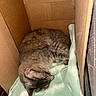 animal, blanket, cardboard_box, cat, cozy, curled_up, ears, furry, home, indoors, mint_green, nap, pet, portrait, relaxed, resting, sleeping, striped_fur, tabby_cat, whiskers