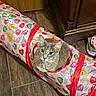 Phoebe is registered to the contest to win money with this photo: animal, cabinet, candy_hearts, cat, ears, feline, fur, gift_wrap, gray_cat, green_eyes, humorous, indoor, pet, portrait, red_ribbon, sneaker, valentines, whiskers, wooden_floor, wrapped