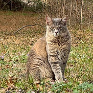 Phoebe joined the competition — help win amazing prizes! alert, animal, autumn, cat, ears, feline, field, forest, fur, grass, gray_cat, leaves, nature, outdoors, pet, portrait, sitting, whiskers, wildflowers, woodland