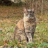 alert, animal, autumn, cat, ears, feline, field, forest, fur, grass, gray_cat, leaves, nature, outdoors, pet, portrait, sitting, whiskers, wildflowers, woodland