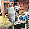 Sampson joined the competition — help win amazing prizes! dog, pit_bull, white_dog, sitting, chair, outdoor, patio, backyard, wooden_wall, shed, cooler, shovel, leash, collar, tag, sign, sunlight, portrait, pet, guard_dog