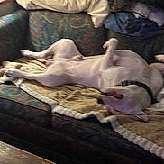 Sampson joined the competition — help win amazing prizes! dog, pet, animal, belly_up, lying_down, sleeping, relaxed, indoor, couch, sofa, blanket, pillows, home, living_room, furniture, cozy, back, legs, paws, funny_pose