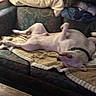 dog, pet, animal, belly_up, lying_down, sleeping, relaxed, indoor, couch, sofa, blanket, pillows, home, living_room, furniture, cozy, back, legs, paws, funny_pose
