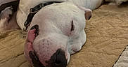 Sampson is registered to the contest to win money with this photo: dog, white_dog, sleeping, lying_down, upside_down, pet, animal, indoors, rug, carpet, couch, collar, pink_nose, black_spots, relaxed, funny_pose, cozy, home, portrait, close_up