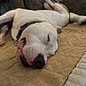 dog, white_dog, sleeping, lying_down, upside_down, pet, animal, indoors, rug, carpet, couch, collar, pink_nose, black_spots, relaxed, funny_pose, cozy, home, portrait, close_up