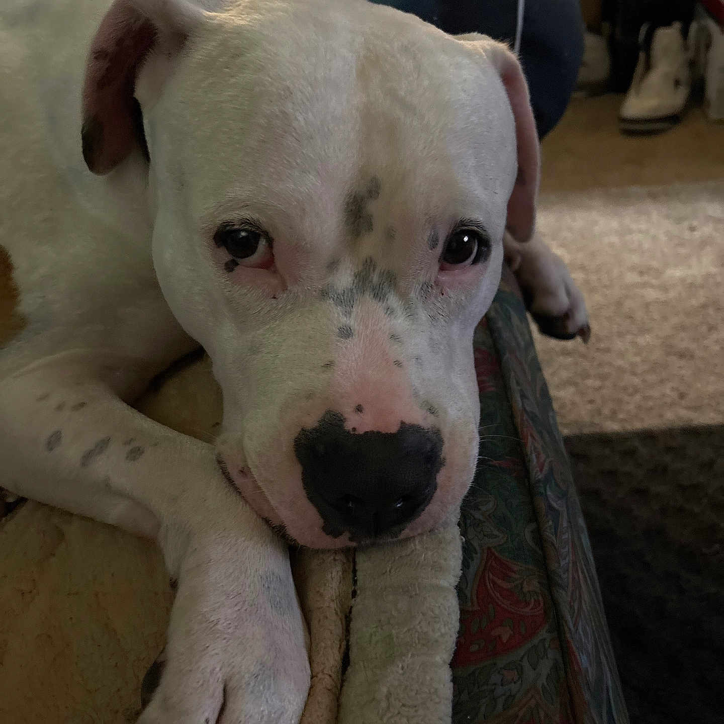 Sampson