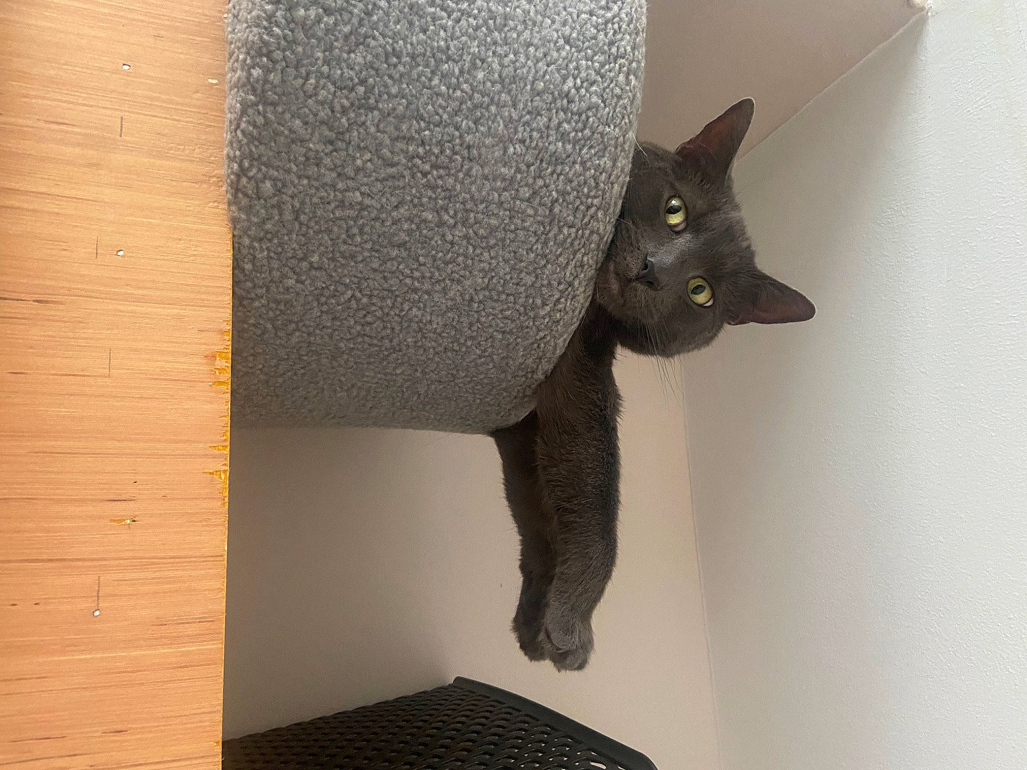 George joined the competition — help win amazing prizes! art, carnivore, cat, cat_supply, domestic_short_haired_cat, door, felidae, grey, hardwood, metal, pet_supply, room, sculpture, small_to_medium_sized_cats, snout, tail, terrestrial_animal, whiskers, window, wood