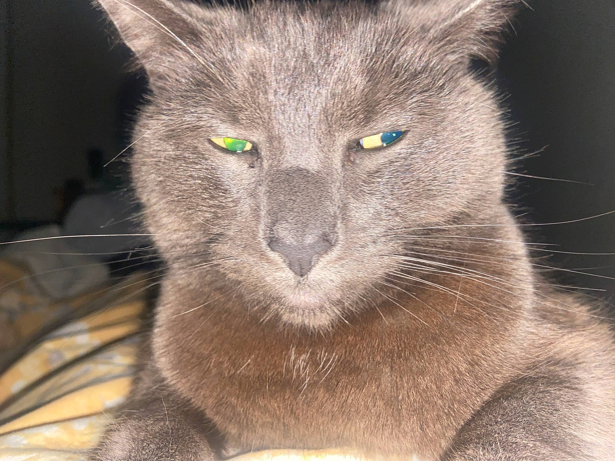 George is registered to the contest to win money with this photo: carnivore, cat, close_up, domestic_short_haired_cat, eye, felidae, fur, grey, russian_blue, small_to_medium_sized_cats, snout, terrestrial_animal, whiskers, wildlife