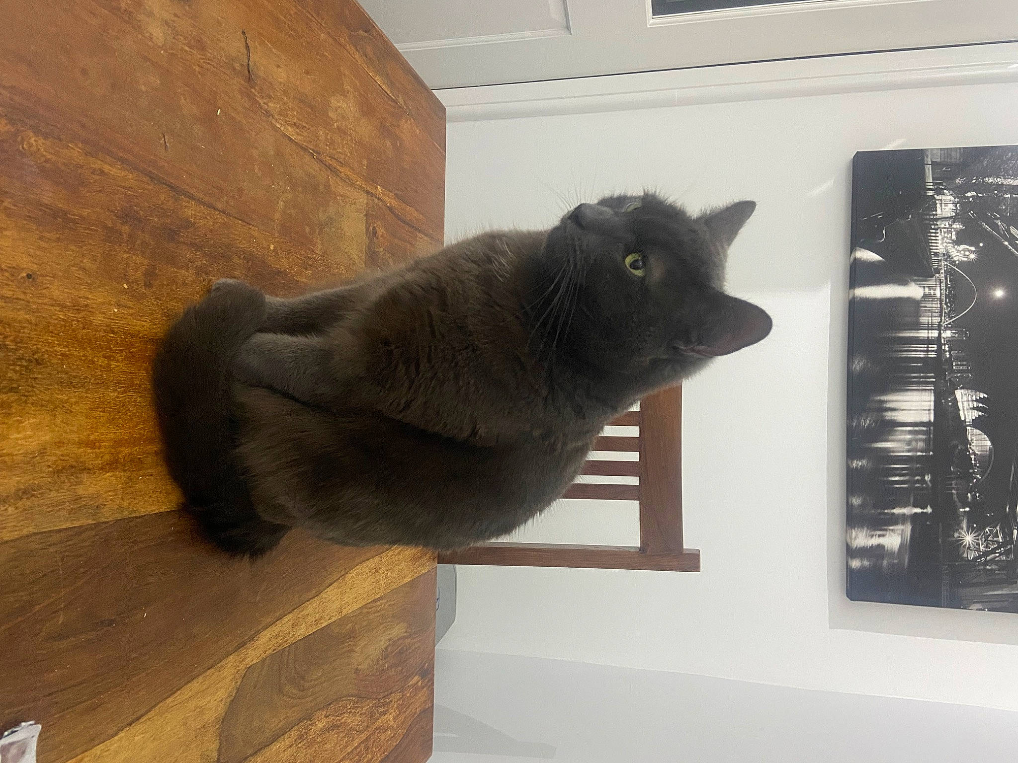 George joined the competition — help win amazing prizes! black_cat, bombay, carnivore, cat, domestic_short_haired_cat, felidae, fixture, flooring, fur, grey, hardwood, room, small_to_medium_sized_cats, tail, terrestrial_animal, whiskers, window, wood, wood_stain