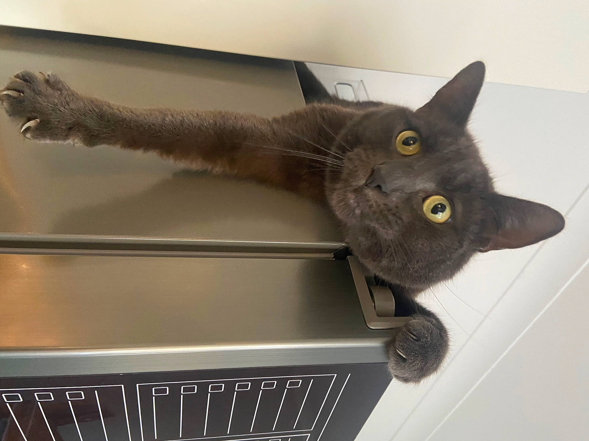 George joined the competition — help win amazing prizes! black_cat, carnivore, cat, cat_supply, claw, domestic_short_haired_cat, felidae, fur, grey, hardwood, metal, paw, russian_blue, shelf, small_to_medium_sized_cats, snout, tail, whiskers, window, wood