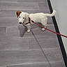 Bokay a rejoint le concours — aidez-le/la à gagner de superbes lots ! puppy, dog, white_dog, brown_ear, small_dog, leash, harness, standing, indoors, floor, tile_floor, gray_floor, hallway, wall, shadow, tail, cute, pet, animal, photography