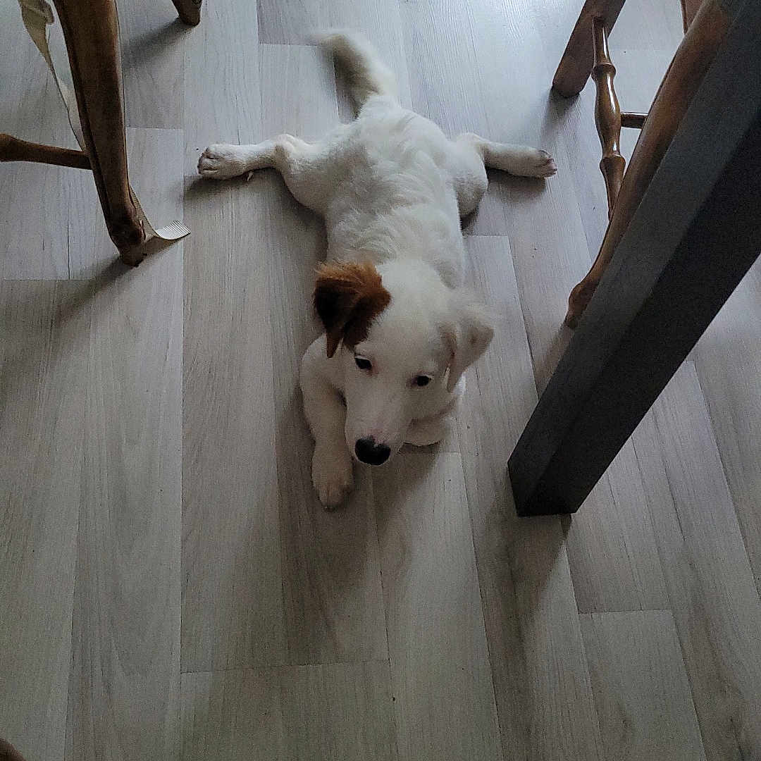 Bokay a rejoint le concours — aidez-le/la à gagner de superbes lots ! dog, puppy, pet, animal, white_fur, brown_ears, lying_down, floor, wood_floor, indoors, chair, furniture, home, portrait, cute, playful, relaxed, face, tail, daylight