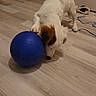 dog, puppy, white_dog, brown_patches, blue_ball, 玩具, playing, indoor, wood_floor, home, pet, animal, standing, sniffing, funny, portrait, warm_lighting, toy, room, playful