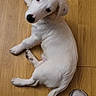 dog, puppy, white_dog, brown_markings, lying_down, floor, wooden_floor, head_tilt, floppy_ears, tail, paws, pet, indoors, home, human_foot, slipper, sock, portrait, playful, cute