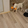 puppy, dog, white_dog, brown_spots, pet, toy, orange_toy, fetch, hallway, indoor, wood_floor, doorway, standing, tail_up, playing, cute, animal, home, candid_photo, portrait