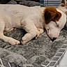 Bokay a rejoint le concours — aidez-le/la à gagner de superbes lots ! dog, sleeping, nap, pet, white_dog, brown_ears, animal, canine, dog_bed, pet_bed, indoor, kennel, cozy, relaxed, curled_up, food_bowls, water_bowl, blanket, home, resting